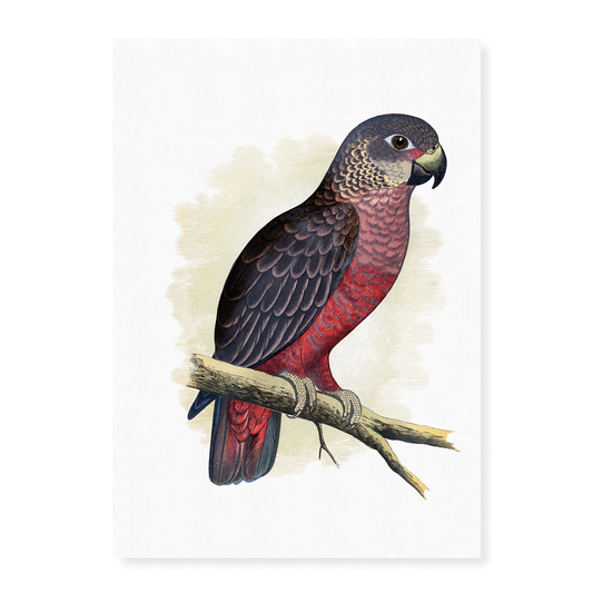 Dusky or Violet Parrot - Art Print