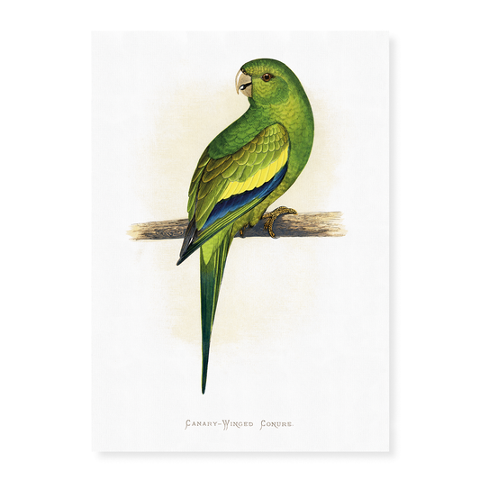 Canary-Winged Conure - Art Print