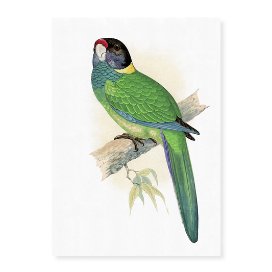 Yellow-Naped Parrakeet - Art Print