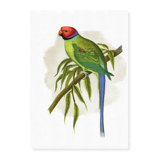 Blossom-Headed Parrakeet  - Art Print