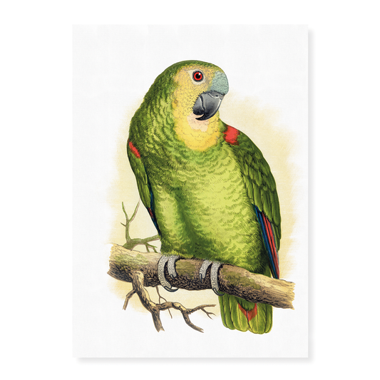 Blue-Fronted Amazon - Art Print