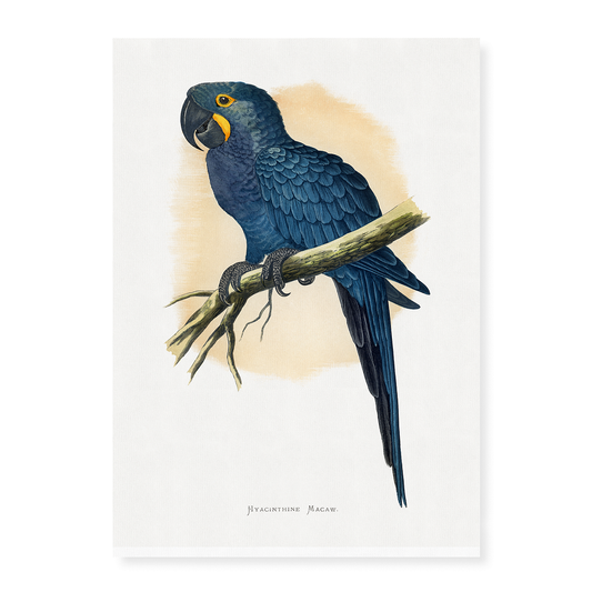 Hyacinthine Macaw - Art Print