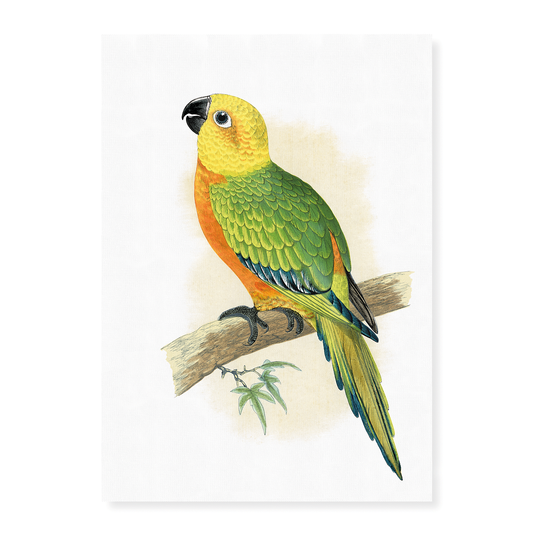 Jendaya Conure - Art Print