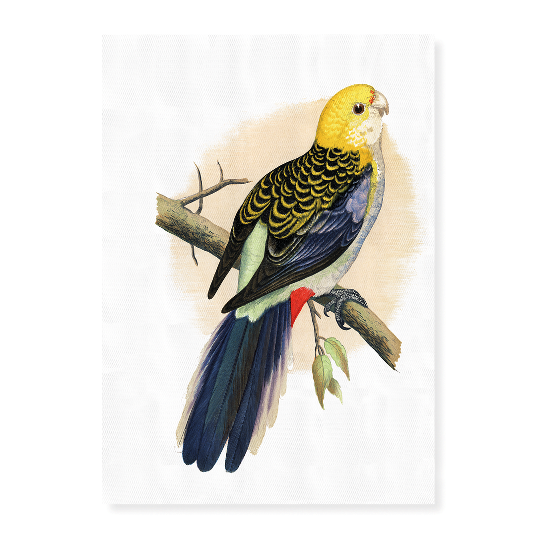 Pale-Headed or Mealy Rosella  - Art Print