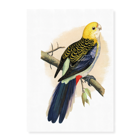 Pale-Headed or Mealy Rosella  - Art Print