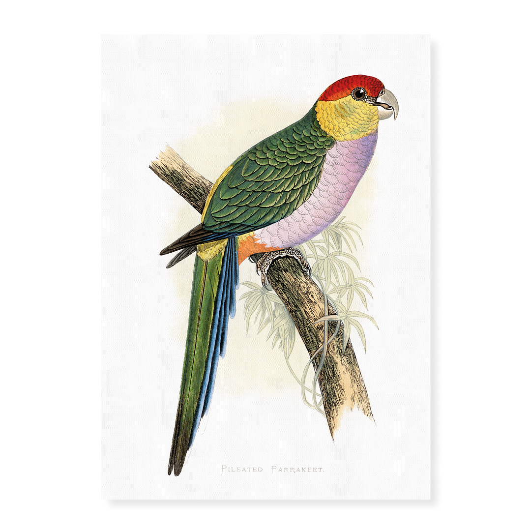 Pileated Parrakeet - Art Print