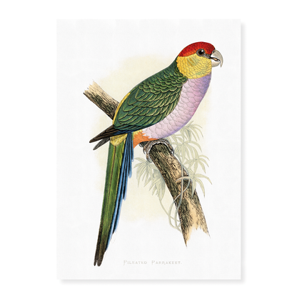 Pileated Parrakeet - Art Print