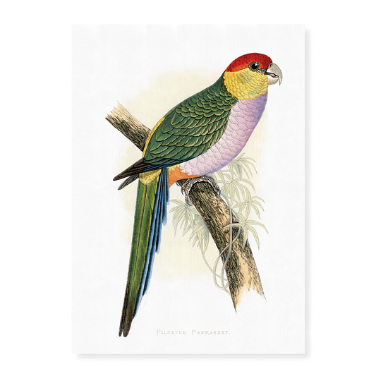 Pileated Parrakeet - Art Print
