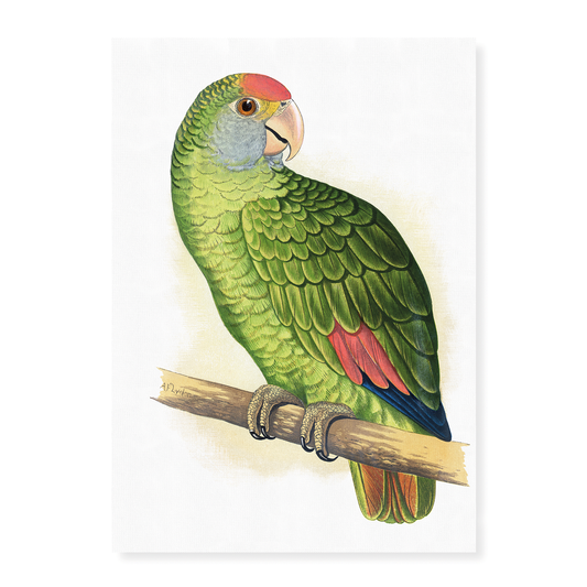 Dufresne's Amazon - Art Print