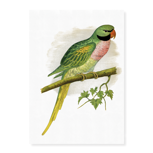 Javan Parrakeet  - Art Print
