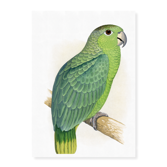 Mealy Amazon - Art Print