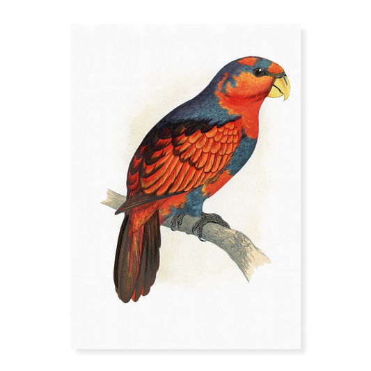 Blue-Crowned or Blue-Breasted Lory  - Art Print