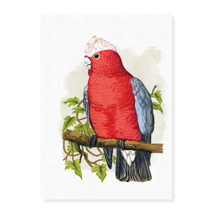 Rose-Breasted Cockatoo - Art Print