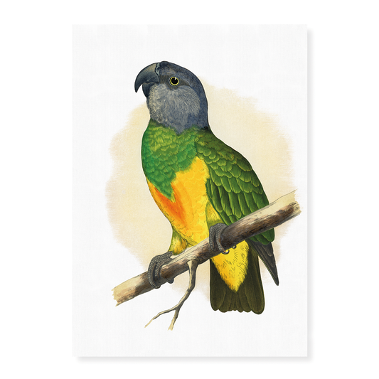 Senegal Parrot - Art Print