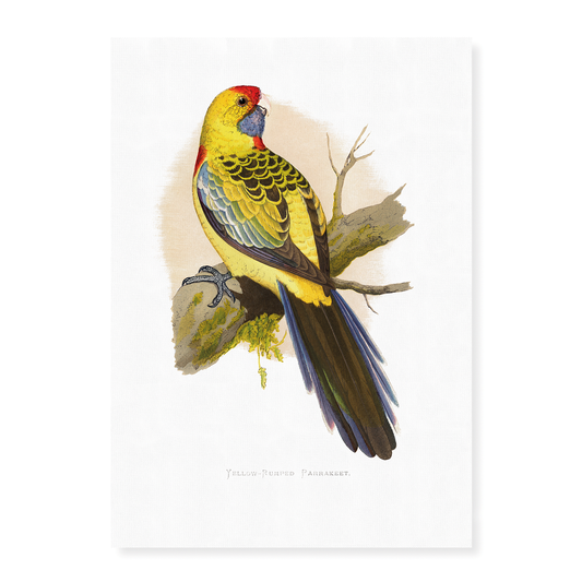Yellow-Rumped Parrakeet  - Art Print