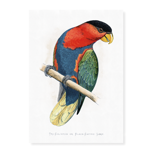 Tri-Coloured or Black-Capped Lory  - Art Print