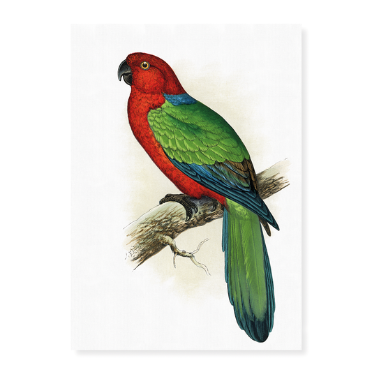 Red Shining Parrakeet - Art Print