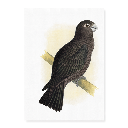 Vasa Parrot - Art Print