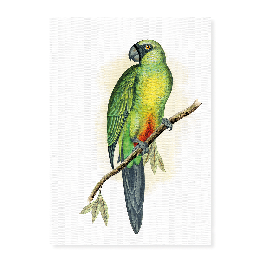 Masked Parrakeet - Art Print