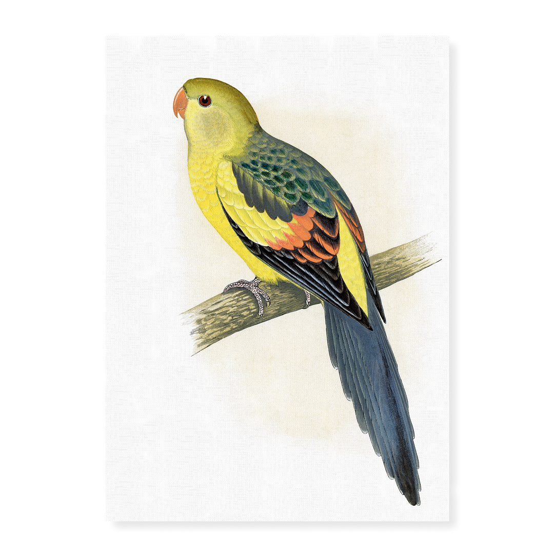 Rock Pepler Parrakeet - Art Print