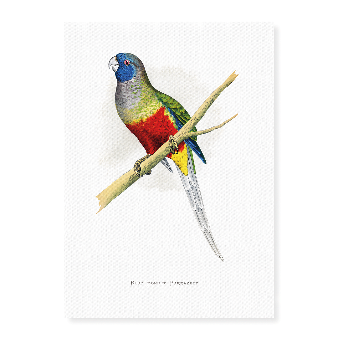 Blue Bonnet Parrakeet - Art Print