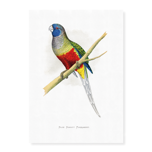Blue Bonnet Parrakeet - Art Print