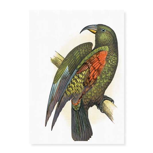 Mountain Parrot - Art Print