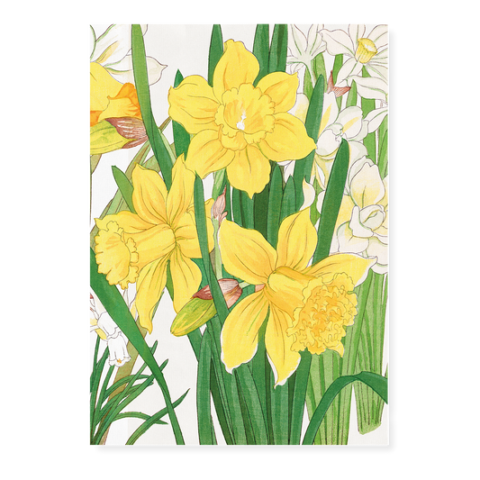 Daffodil By Tanigami Kônan Art-Print