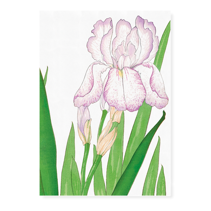 Iris flower By Tanigami Kônan Art-Print