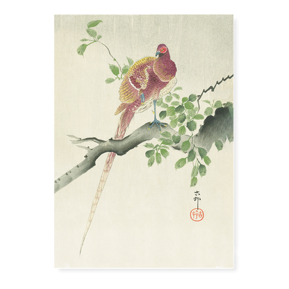 Copper Pheasant By Ohara Koson - Art Print