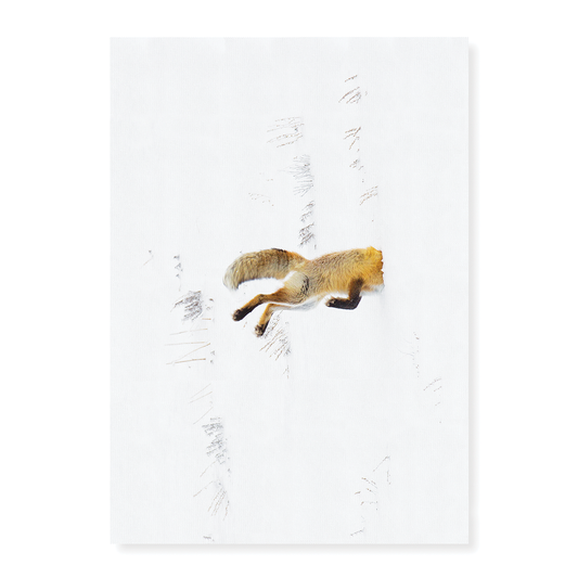 Snow Dive - Art Print
