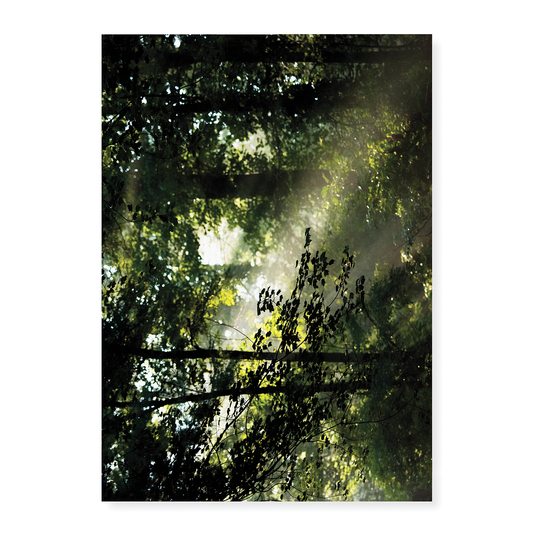 An early morning scene in Davidson River Campground - Art Print
