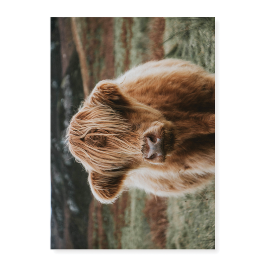 Calf - Art Print