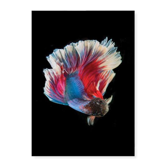 betta fish - Art Print