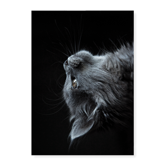 Cute gray cat - Art Print