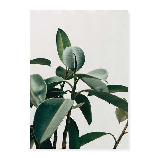 indoor Rubber Plant - Art Print