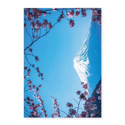 Blooming pink blossom branches with Fuji Mountain - Art Print