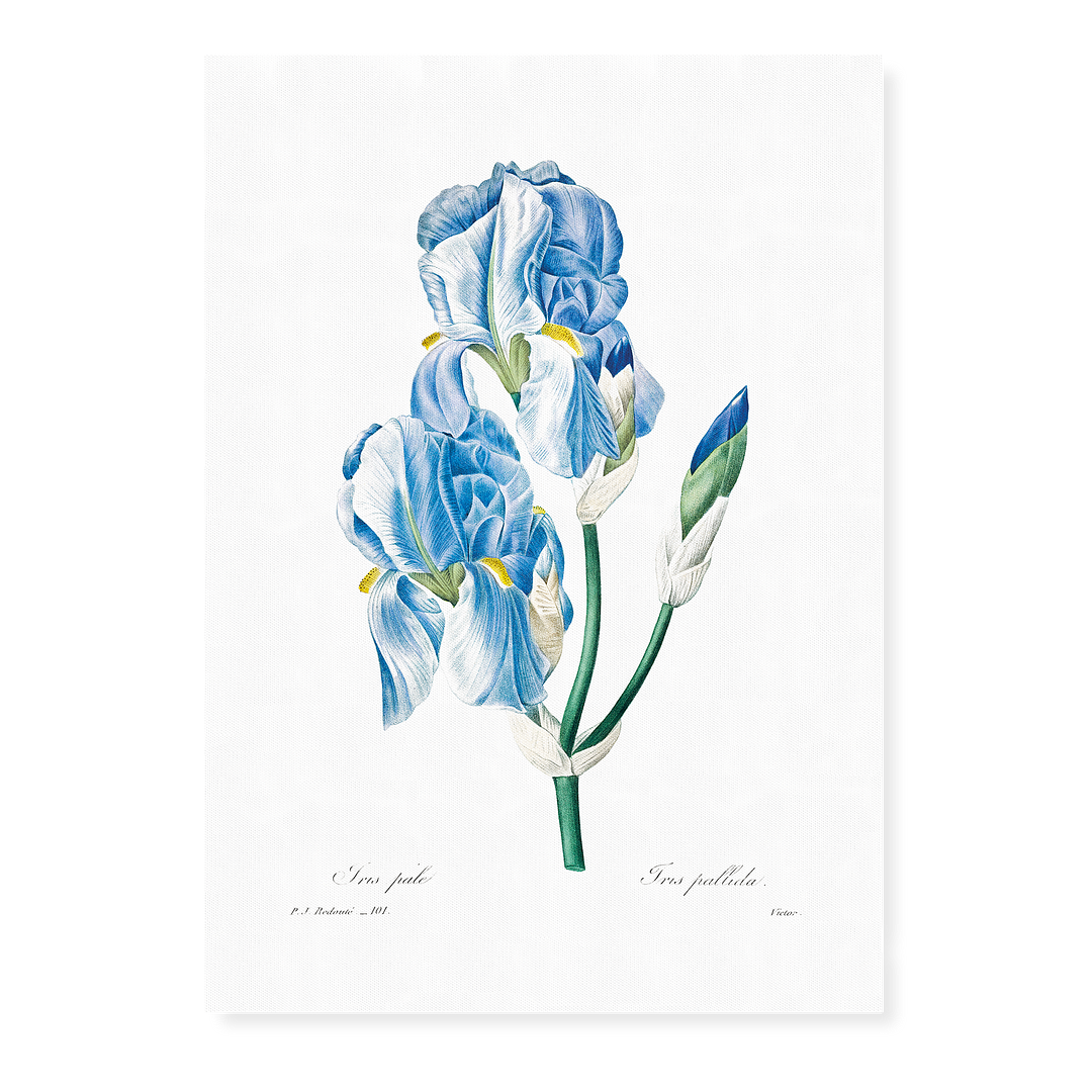 Iris Pallida By Pierre-Joseph Redouté - Art Print