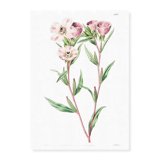Pale Corona Amaryllis - Art Print