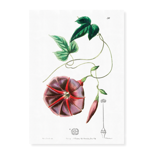 The male jalap - Art Print
