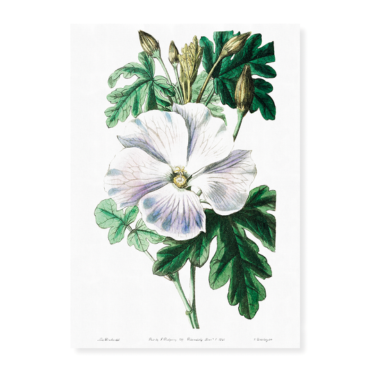 Mrs. Wray's hibiscus - Art Print