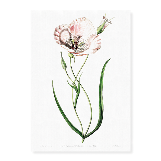 atiny calochortus - Art Print