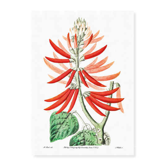 Naked-flowering Erythrina - Art Print