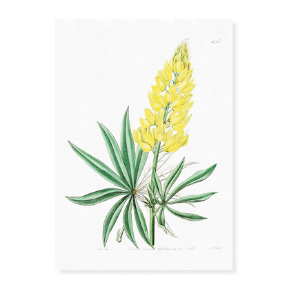Yellow perennial lupine - Art Print