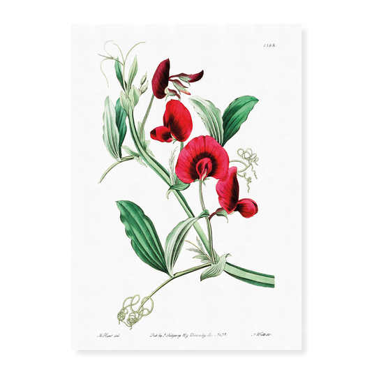 The tangier pea - Art Print