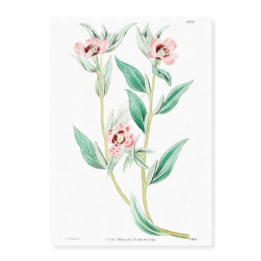 Long Branched Enothera - Art Print