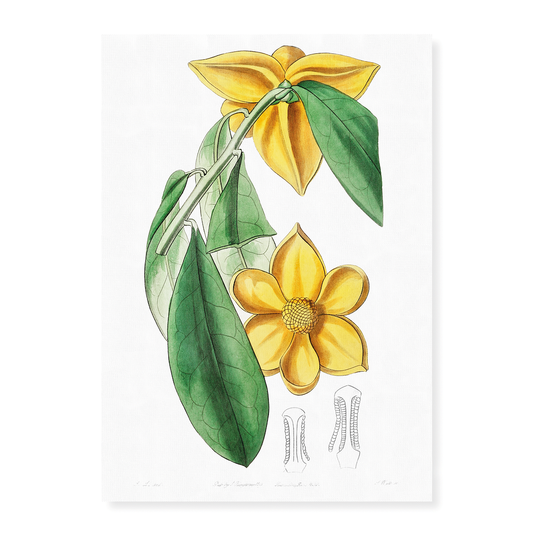 Laurel-leaved custard apple - Art Print