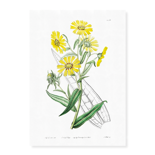 Elegant madia - Art Print