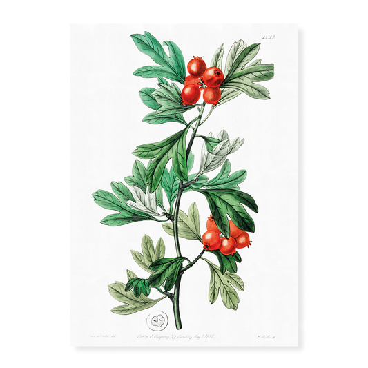 orocco hawthorn - Art Print