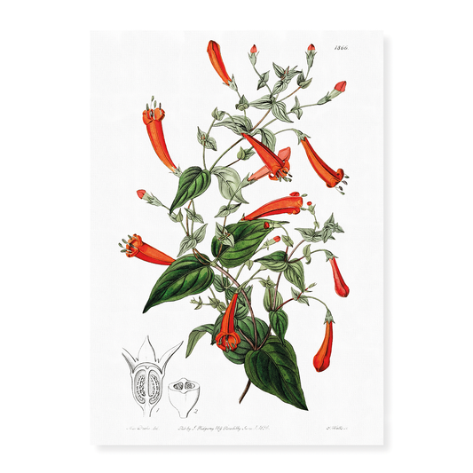 Heart-leaved manettia - Art Print